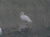 Glaucous Gull at Barling Rubbish Tip (Steve Arlow) (103435 bytes)
